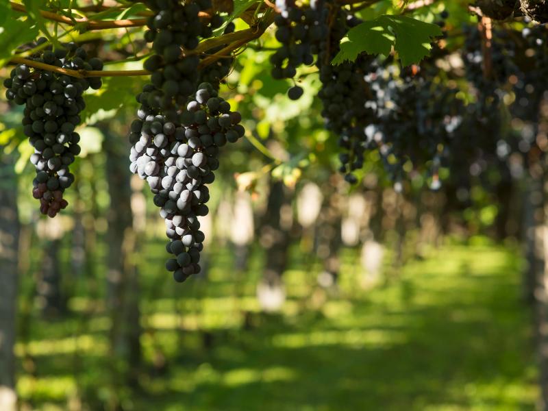 Vini Bettoni Header Trauben 01