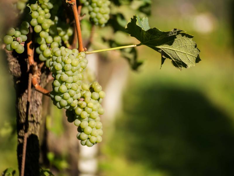 Vini Bettoni Header Trauben 03